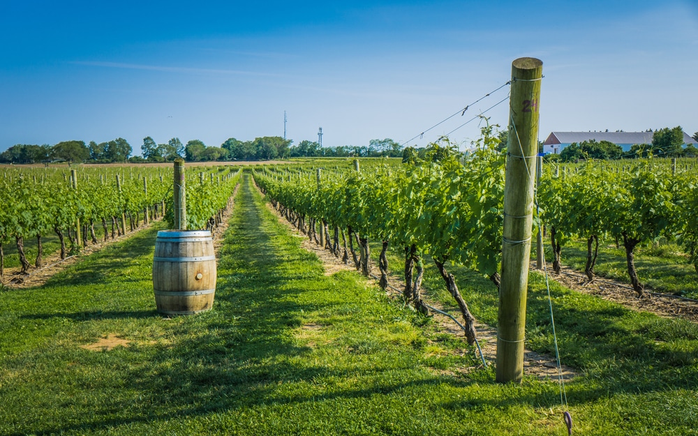 Grapes growing in the vineyard at Newport Vineyards, one of the best wineries in Newport, RI